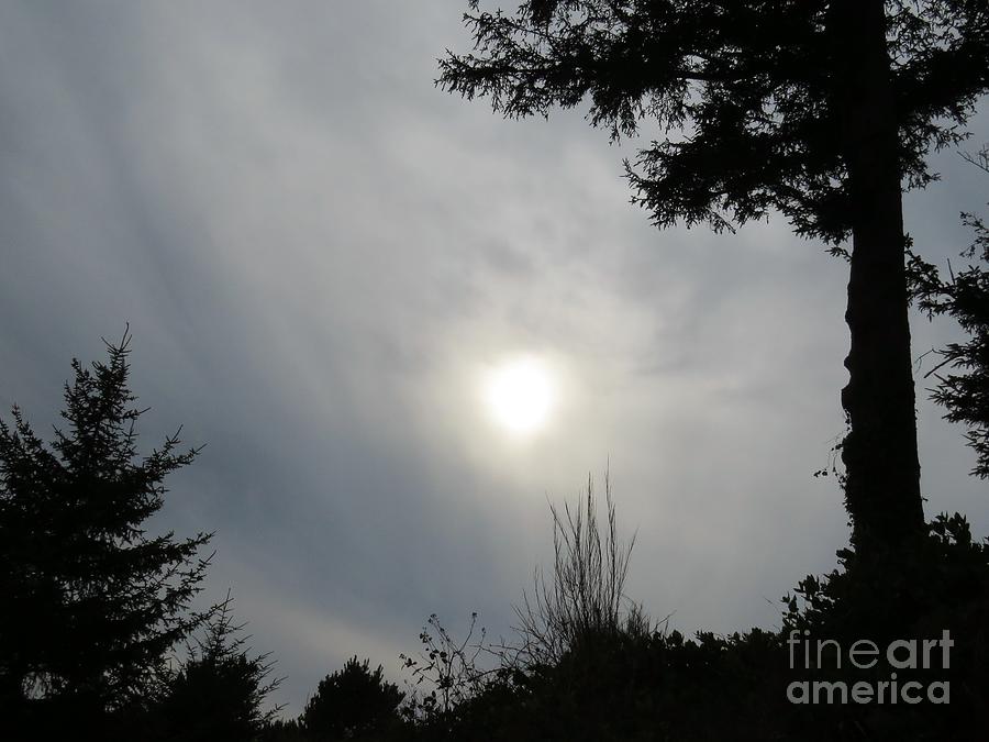 Cloudy Sun Photograph by Michele Penner