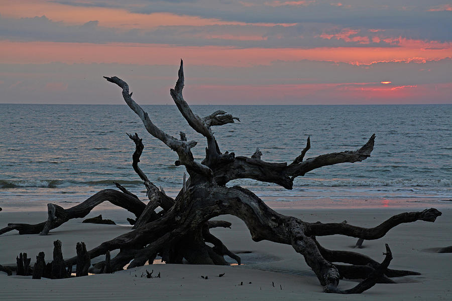 Cloudy Sunrise on Jekyll Islands Driftwood Beach Photograph by Bruce Gourley