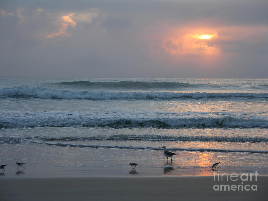 Cloudy sunrise with seabirds Photograph by Julianne Felton