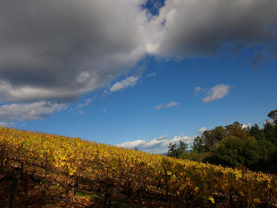  Cloudy Vineyard Photograph by Richard Thomas