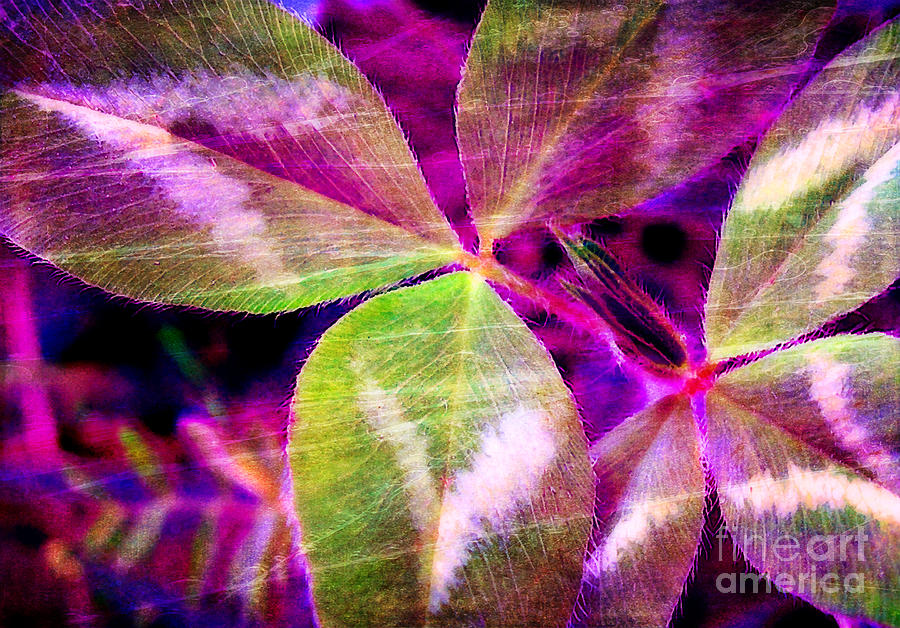 Clover Abstract Photograph by Judi Bagwell