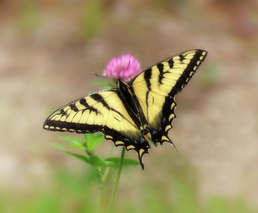 Clover and Swallowtail - Butterfly Photograph by MTBobbins Photography