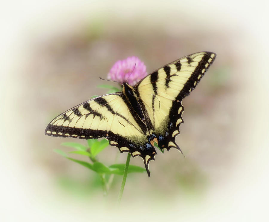 Clover and Swallowtail - Butterfly - Vignette Photograph by MTBobbins Photography
