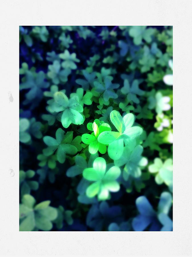 Clover Photograph by Anne Thurston