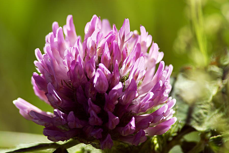 Clover Blossom Photograph by Larry Ricker