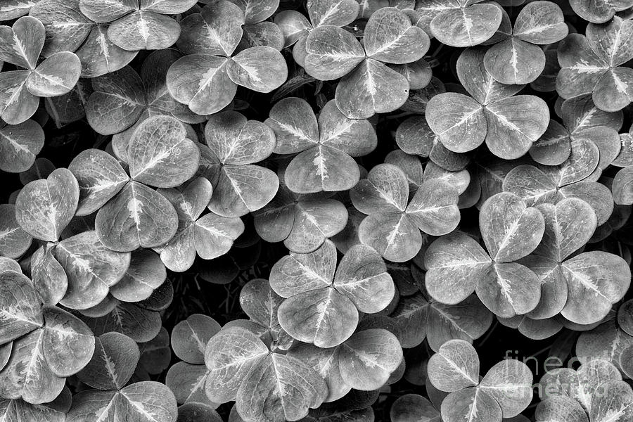Clover bw Photograph by Jerry Fornarotto