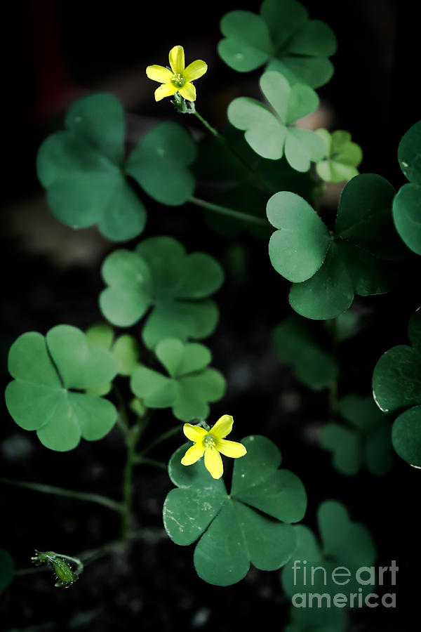 Clover Photograph by Claudia M Photography