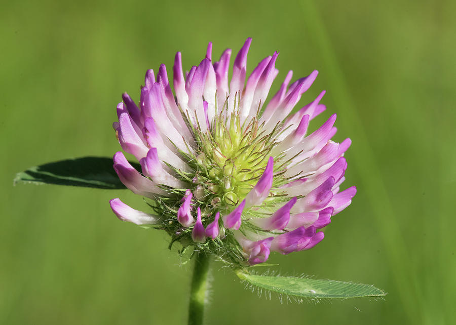 Nature Photograph - Clover by Clifford Pugliese