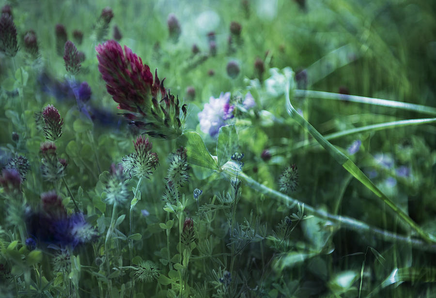 Flower Photograph - Clover Field Remix by Sheryl Karas