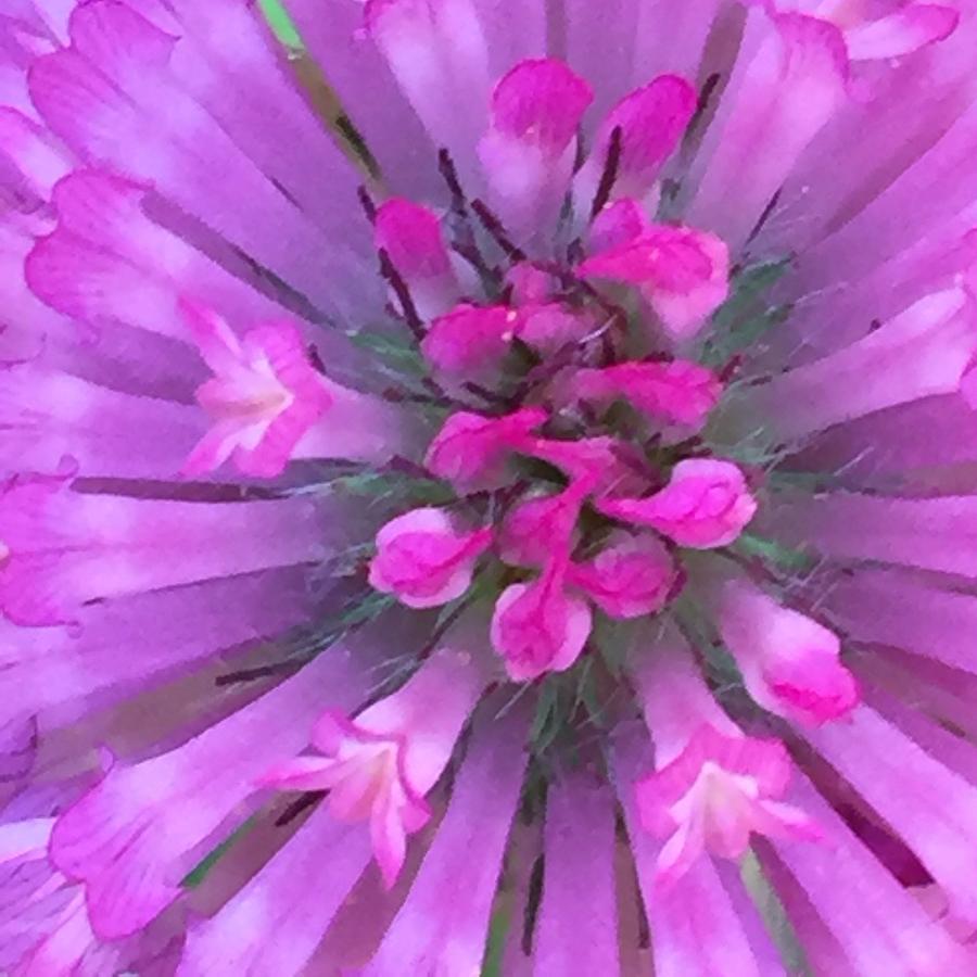 Flower Photograph - Clover Flower by Vonda Drees Flower Photograph - Clover Flower by Vonda Drees