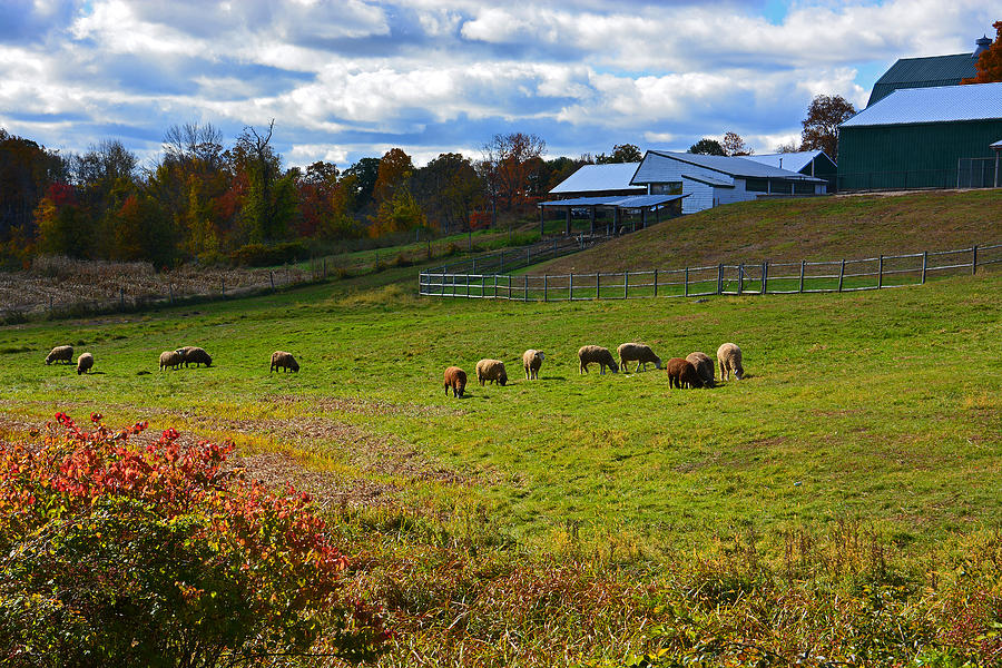 Sheep Photograph - Clover Hill Farm Sheep by Mike Martin