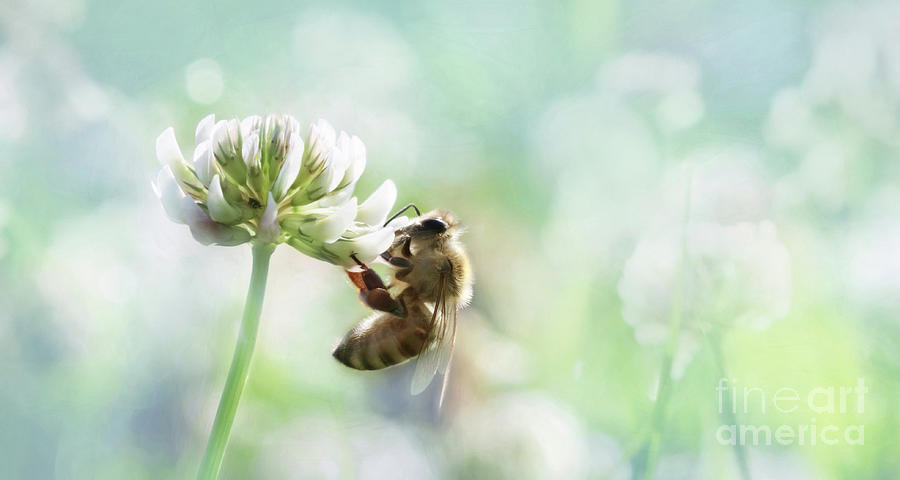Clover Honey Photograph by Lori Deiter