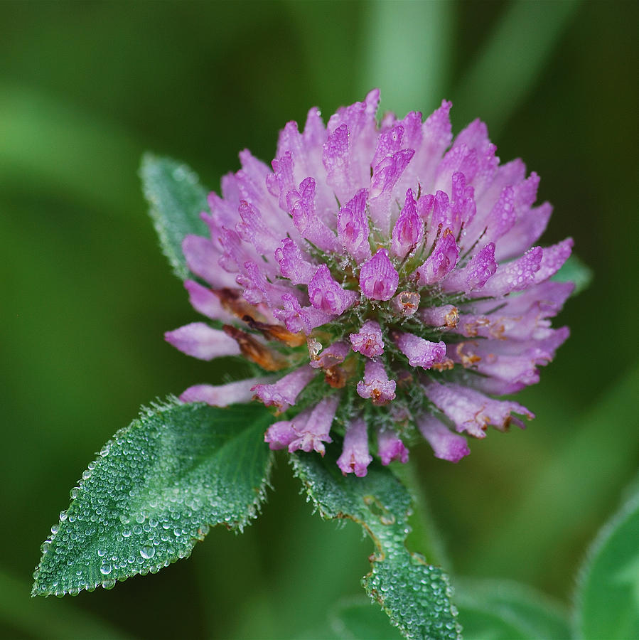 Flower Photograph - Clover in Dew by Michael Peychich