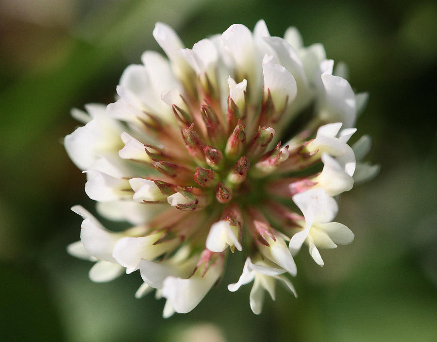 Clover Photograph by Mary Haber