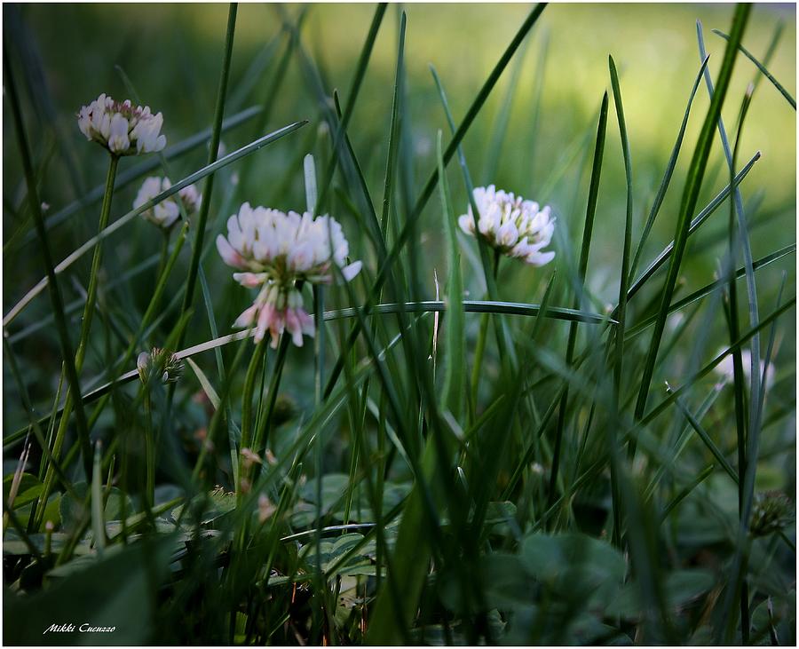 Clover Photograph by Mikki Cucuzzo