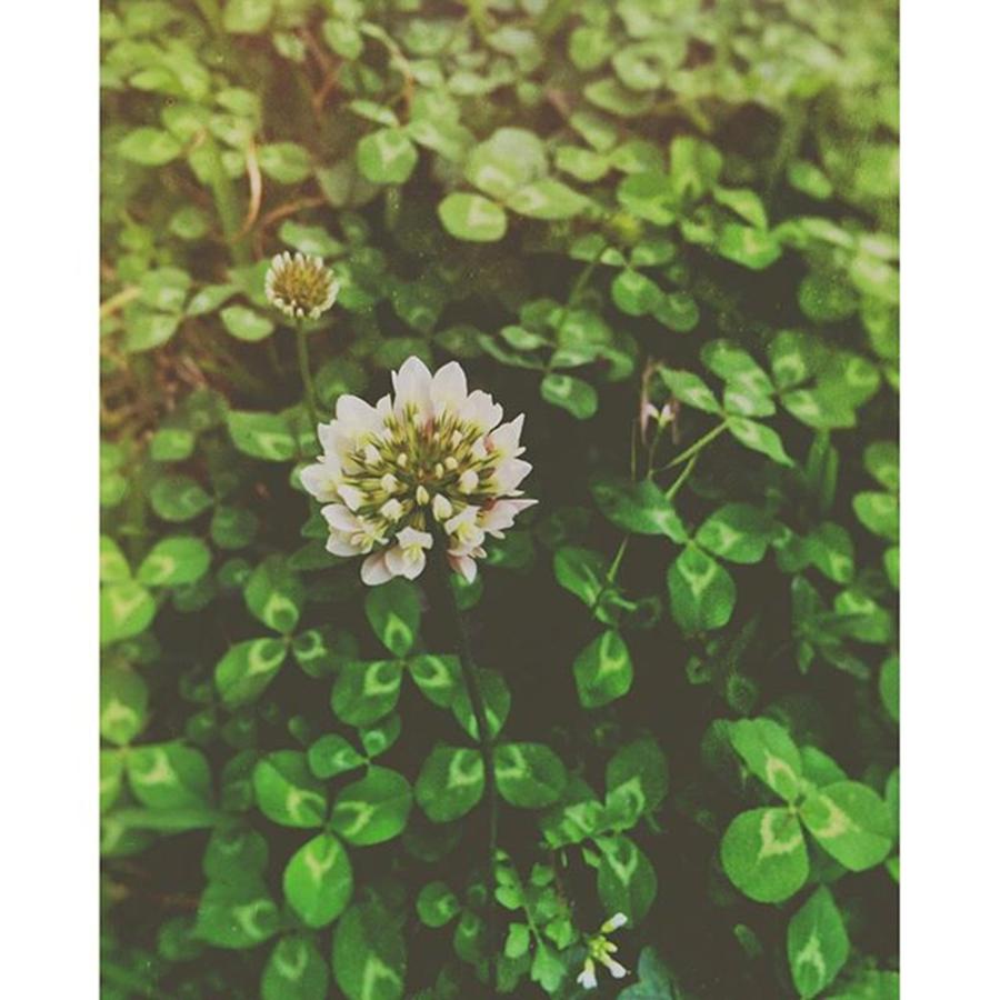 Spring Photograph - Clover #spring #green by Joan McCool