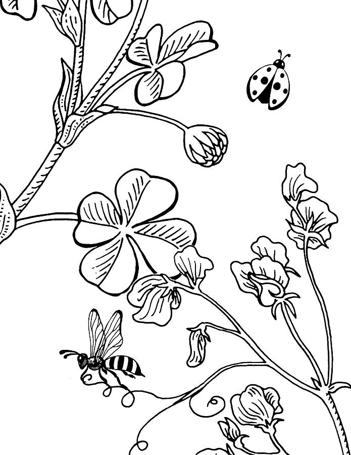 Ladybug Drawing - Clover Sweet Pea Ladybug And Bee Drawing by Irina Sztukowski