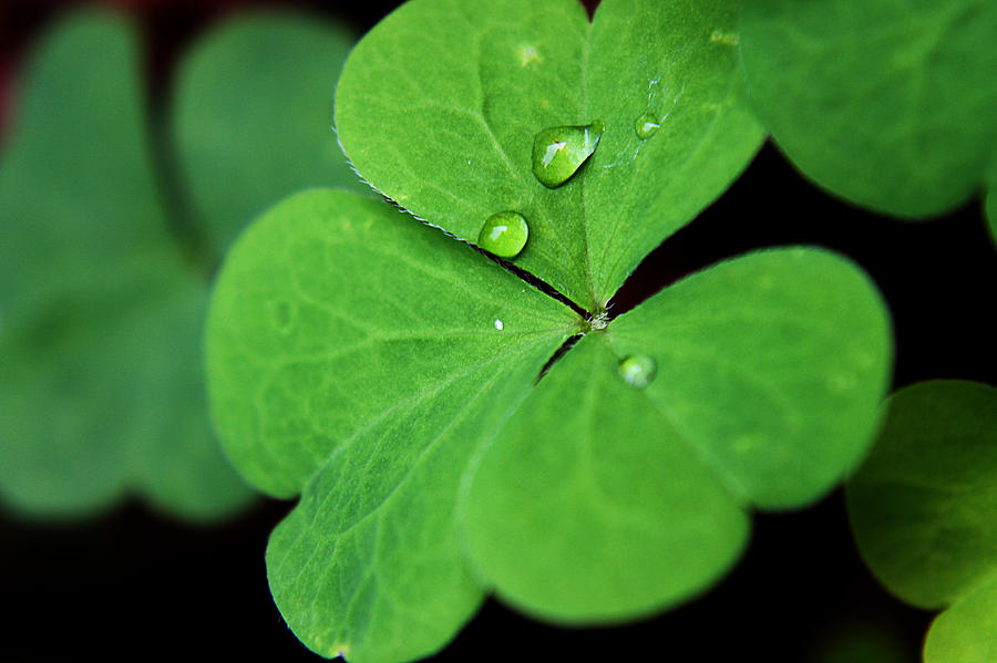 Nature Photograph - Clover by Tiffany Jean