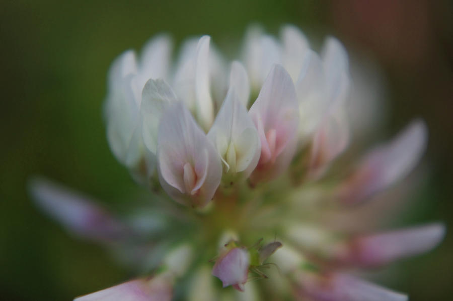 Clover up Close Photograph by Adria Trail