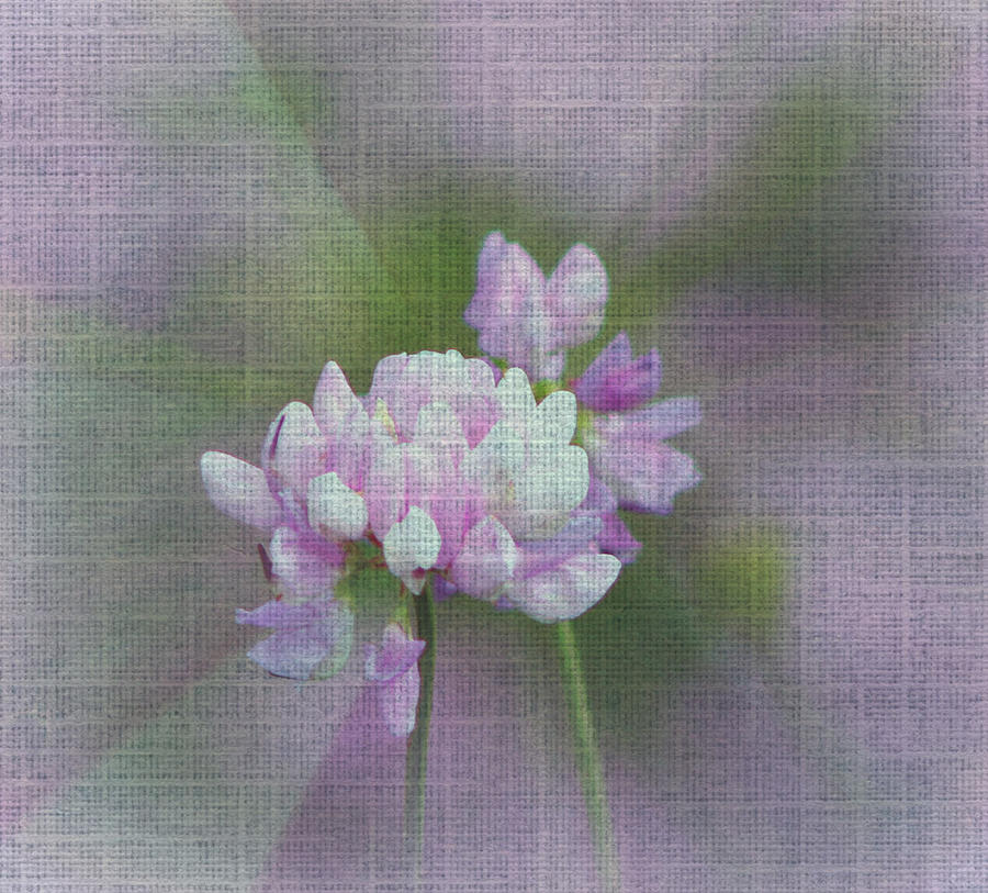 Clover Photograph - Clover with Texture by Beverly Canterbury