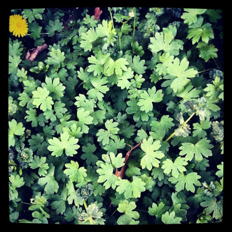 Clovers Texas Style! Maybe Theres A 4 Photograph by Allison Ploehn