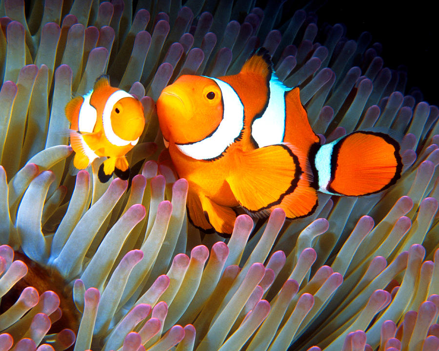 coral reef clown fish