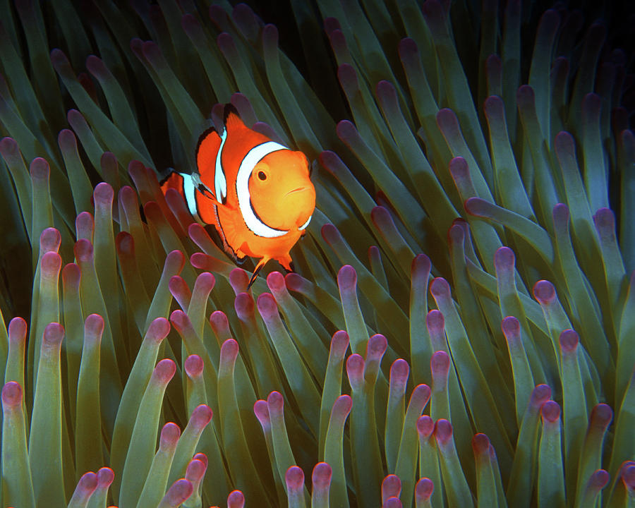 Clownfish in Anemone, Great Barrier Reef 4 Photograph by Pauline Walsh Jacobson