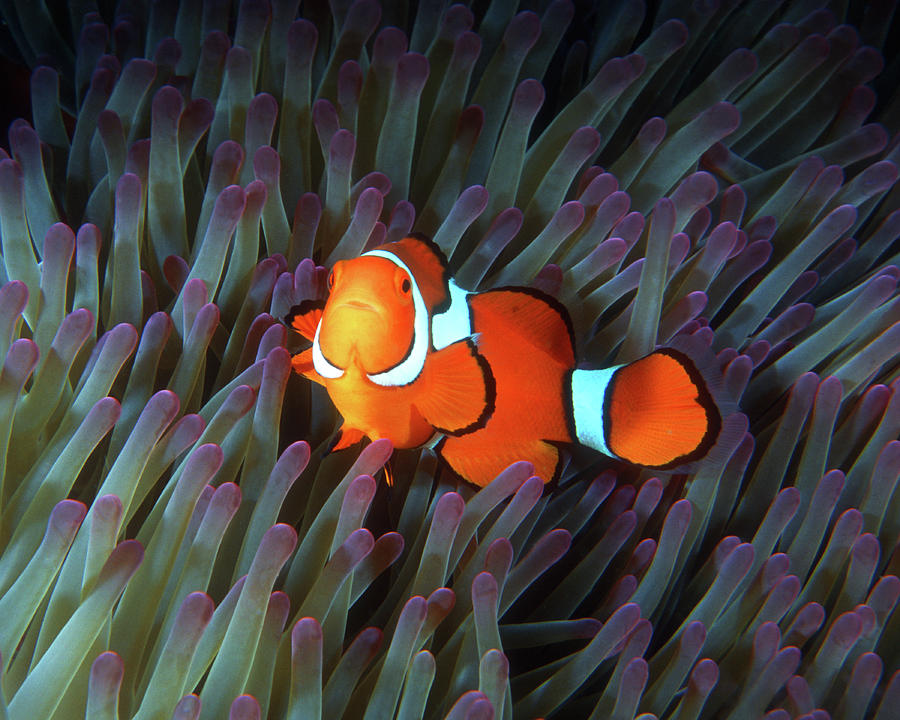 Clownfish in Anemone, Great Barrier Reef 5 Photograph by Pauline Walsh Jacobson