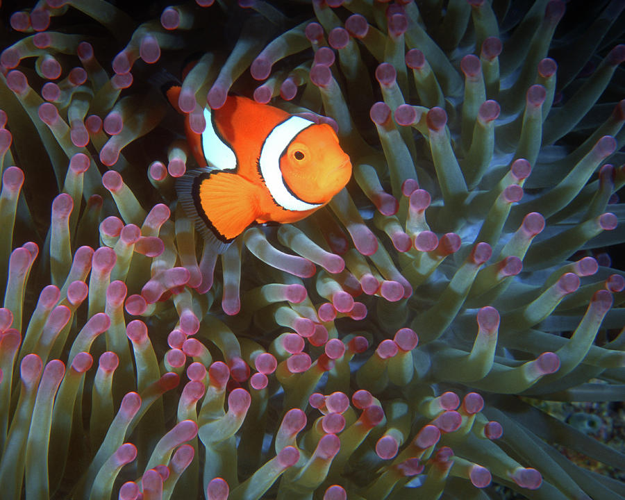 Clownfish in Anemone, Great Barrier Reef 6 Photograph by Pauline Walsh Jacobson