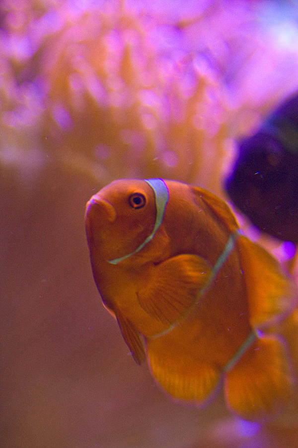 Fish Photograph - Clown Fish by Carl Jackson