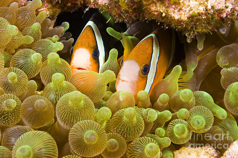 Clown Fish Photograph by Dave Fleetham - Printscapes
