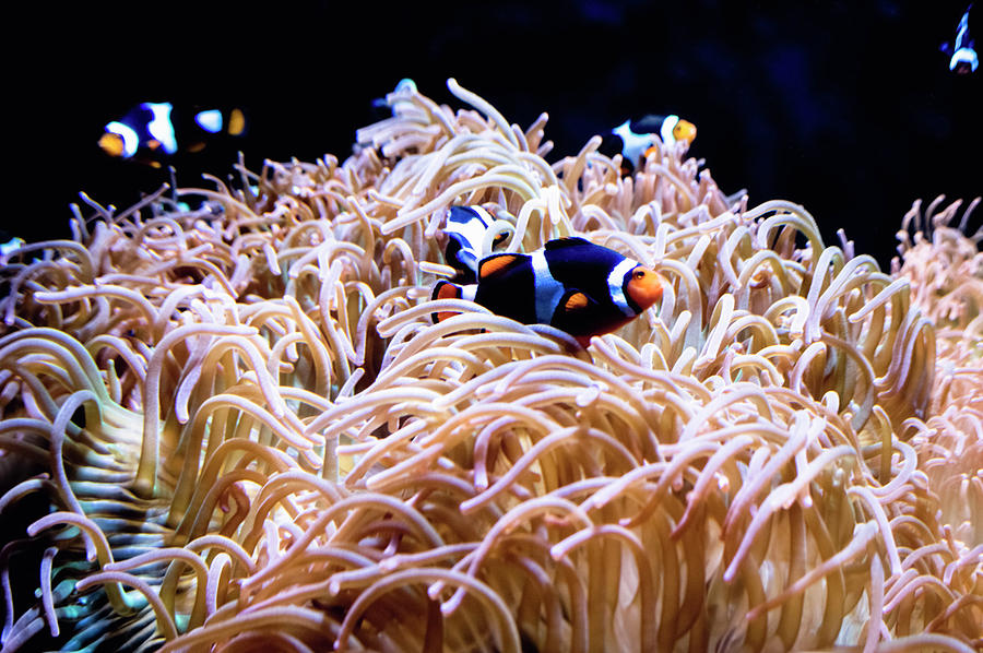 Clown Fish Photograph by Esther Kather | Fine Art America