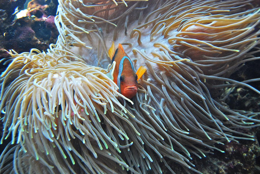 Clown Fish Photograph by Michael Peychich