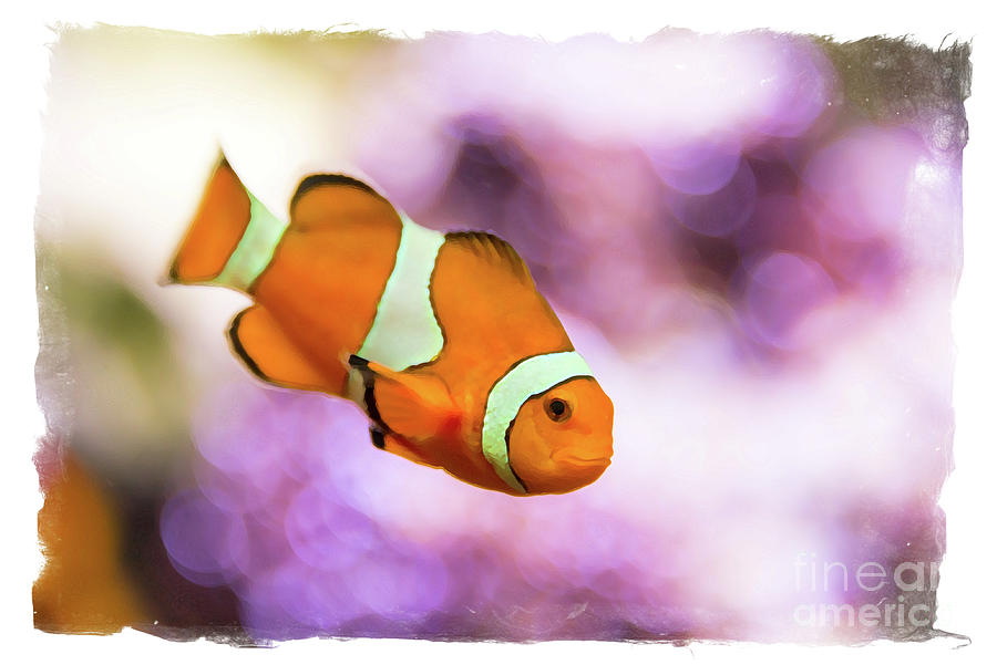 Clown fish watercolor Painting by Delphimages Photo Creations