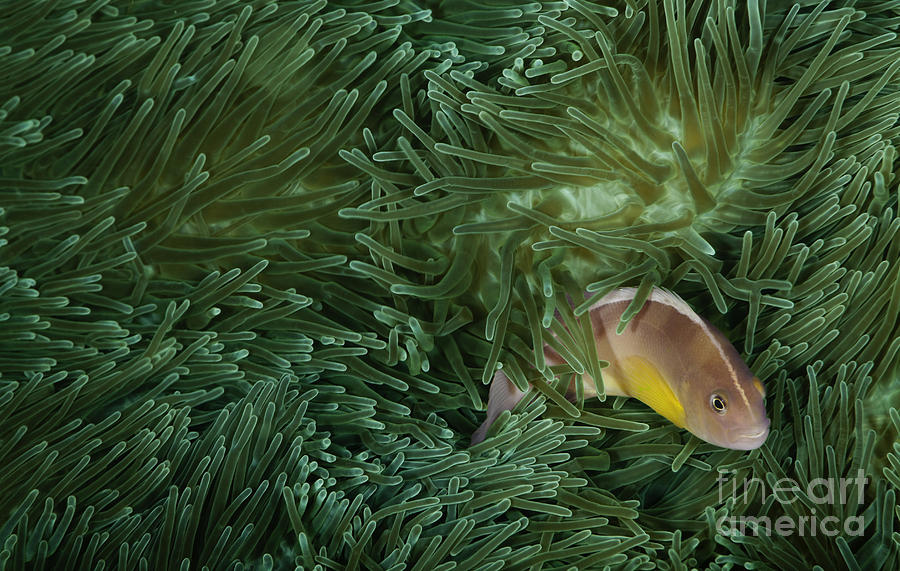 Fish Photograph - Clownfish and Sea Anemone by Anthony Totah