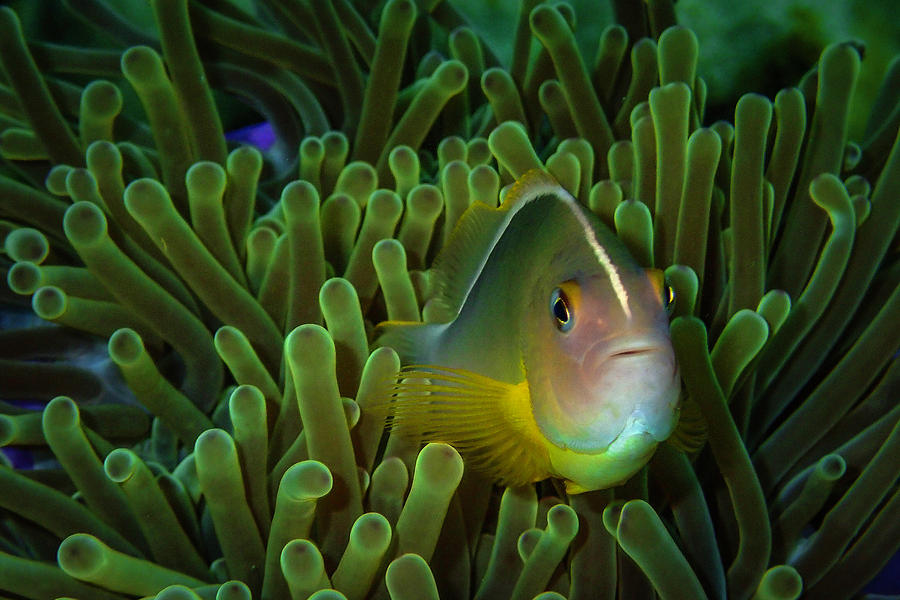 Clownfish Close Up Photograph by Scott Cunningham