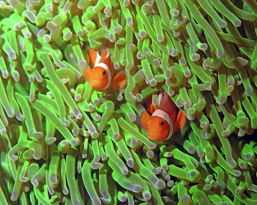 Clownfish in Anemone, Indonesia 4 Photograph by Pauline Walsh Jacobson