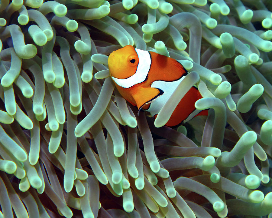 Clownfish in Anemone, Indonesia 5 Photograph by Pauline Walsh Jacobson