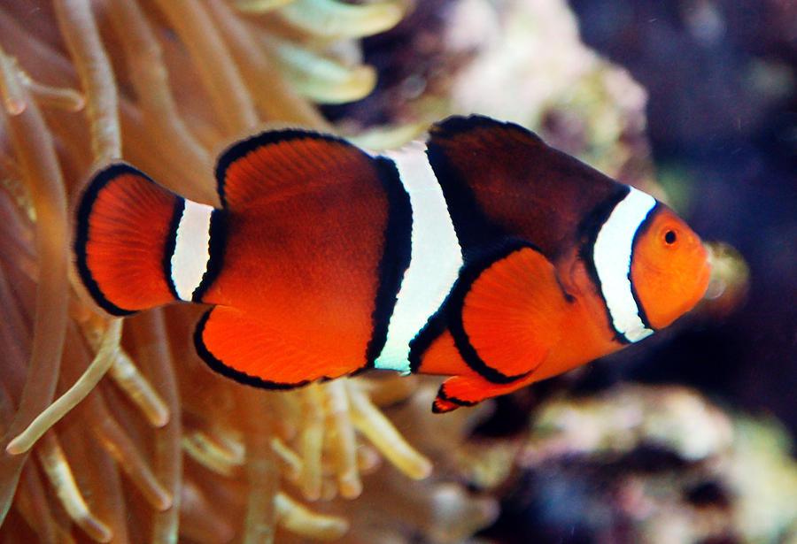 Clownfish Photograph by Kathleen Stephens