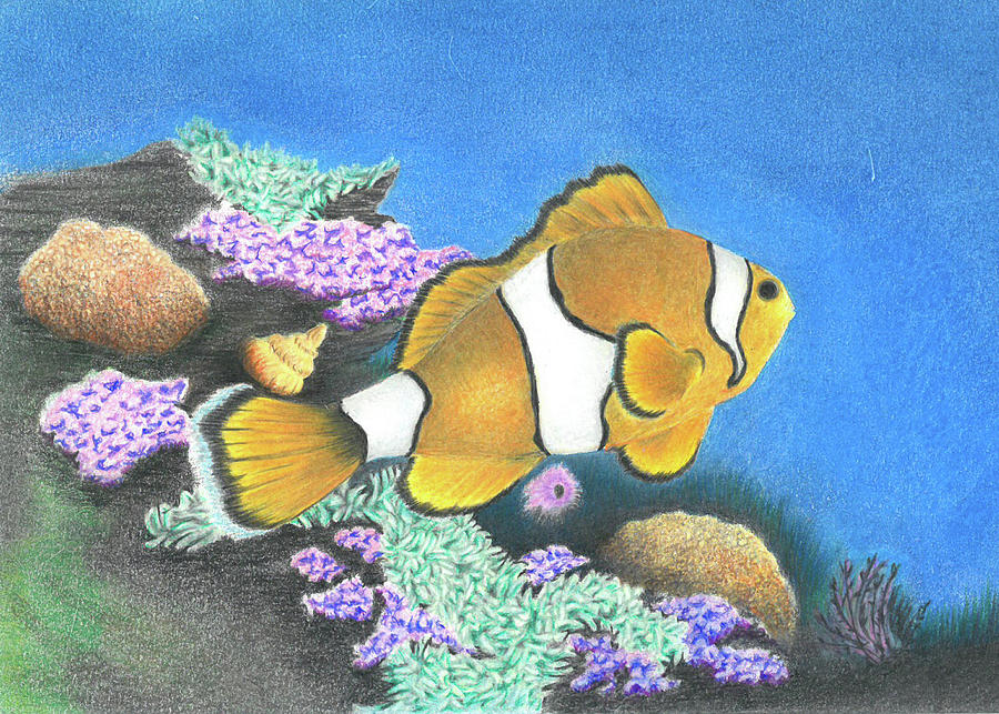 Clownfish Drawing by Troy Levesque