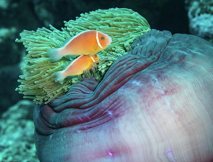 Clowns and Anemone Photograph by Dan Norton