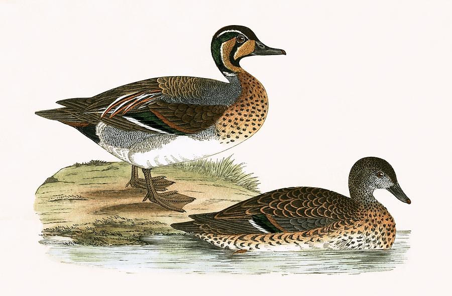 Clucking Teal Painting by English School - Fine Art America