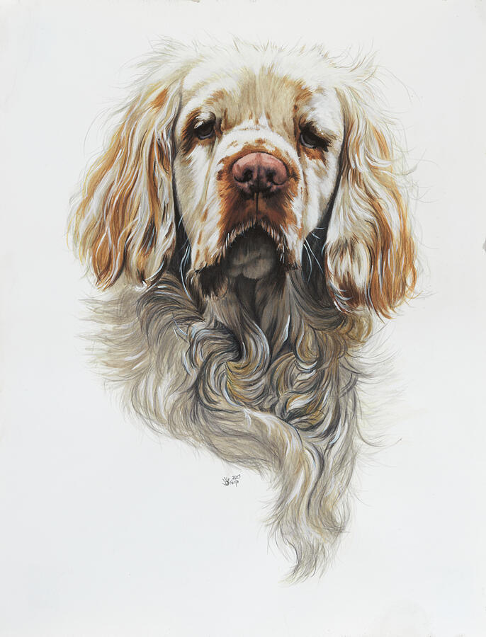Clumber Spaniel in Watercolor Painting by Barbara Keith