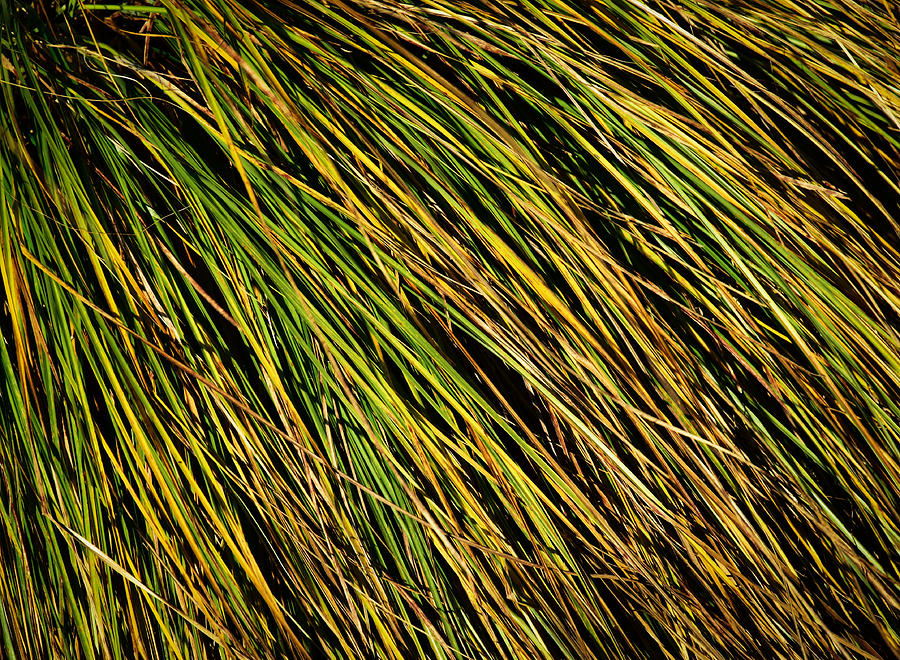 Clump Of Grass Texture Photograph by Jozef Jankola - Fine Art America