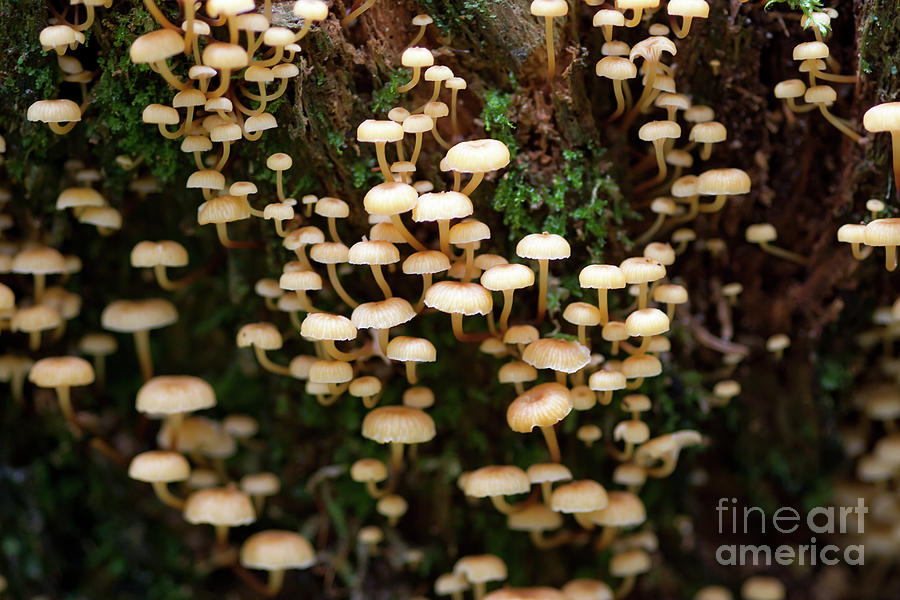 Clump of mushrooms on a rotten tree stump Photograph by Michal Boubin