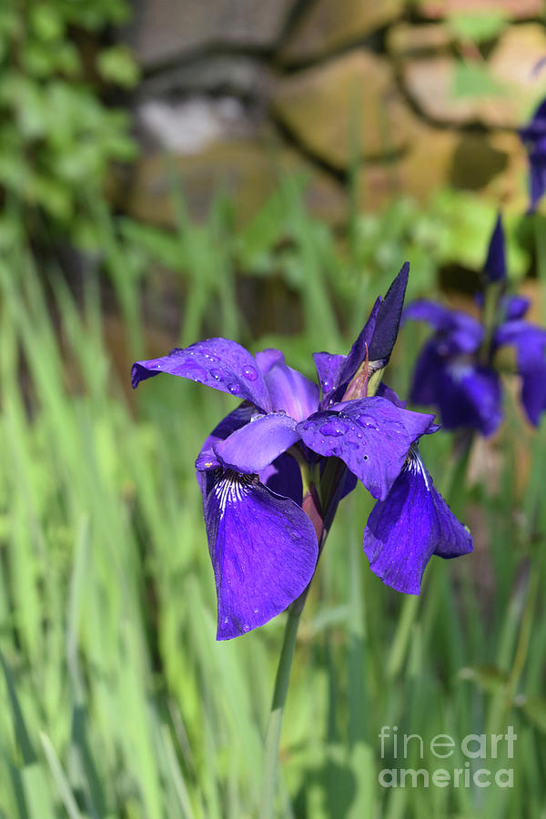 Cluster of Blooming Purple Siberian Iris Flowers Photograph by DejaVu Designs