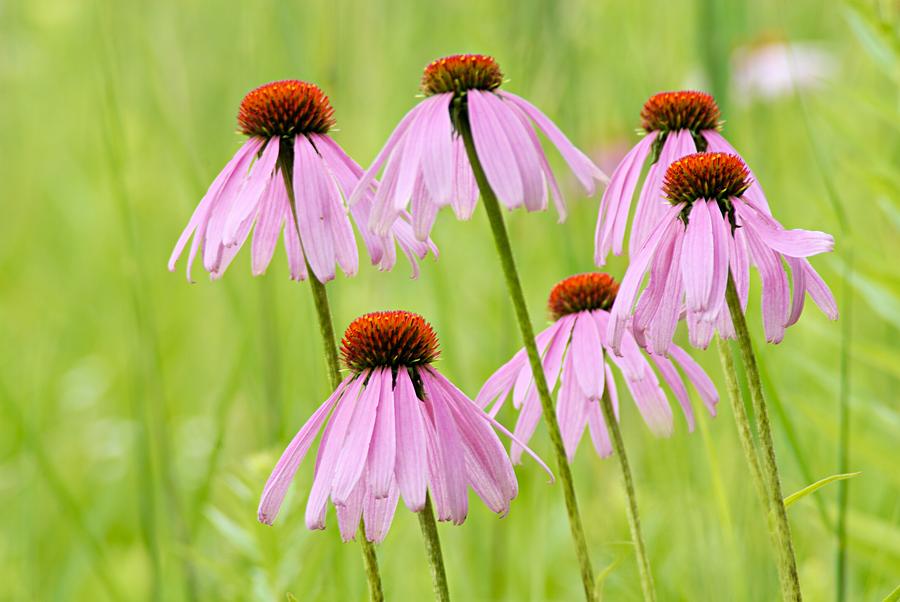 Cluster of Cone Flowers Photograph by Larry Ricker