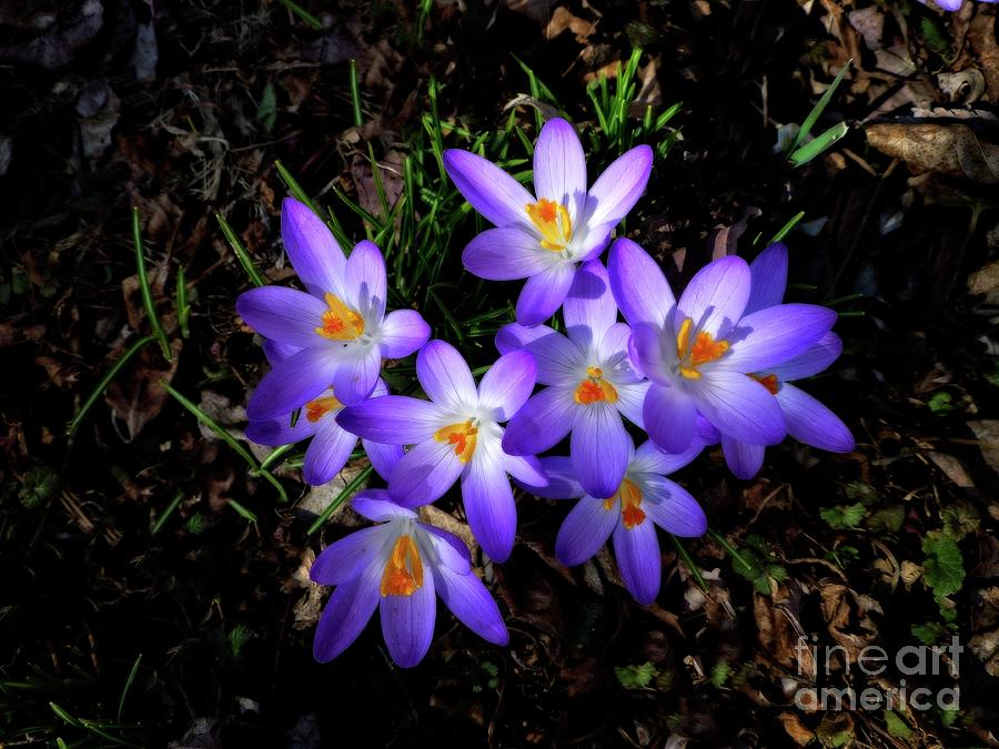 Cluster of Croci Photograph by Dee Flouton