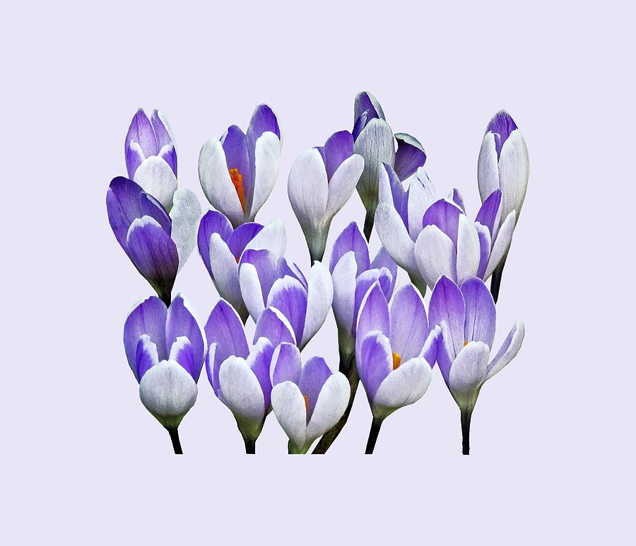 Spring Photograph - Cluster of Crocuses by Susan Savad