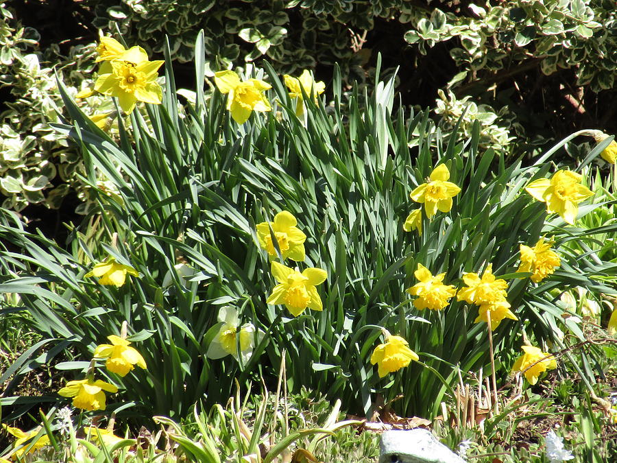 Cluster of Daffodils Photograph by Jeremiah Wilson - Fine Art America